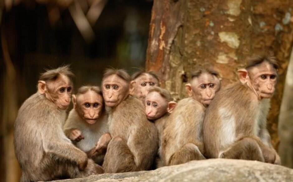 Indian Monkeys - Group