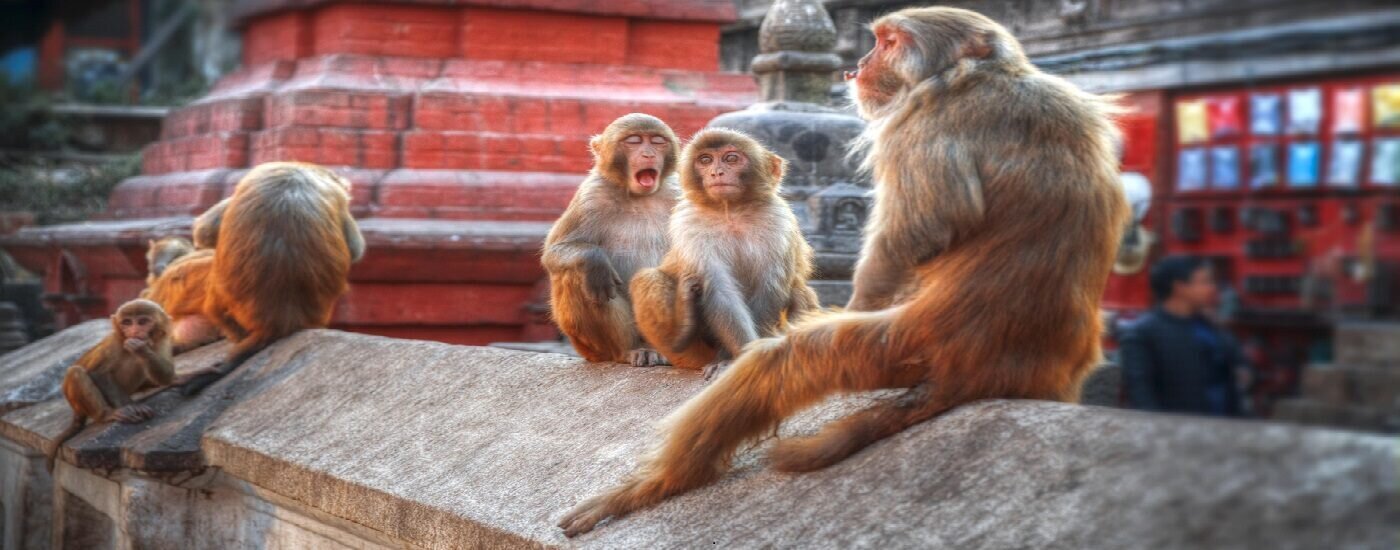 Indian Monkeys in Pashupatinath Temple