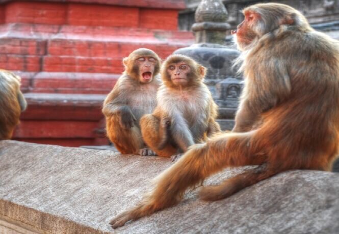 Indian Monkeys in Pashupatinath Temple