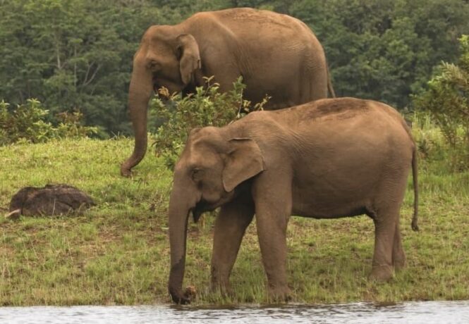 Indian elephants