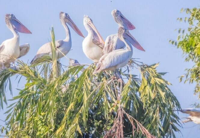 Birdlife in India