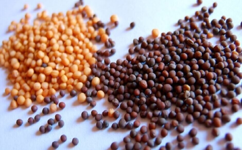 favourite indian spices mustard seeds
