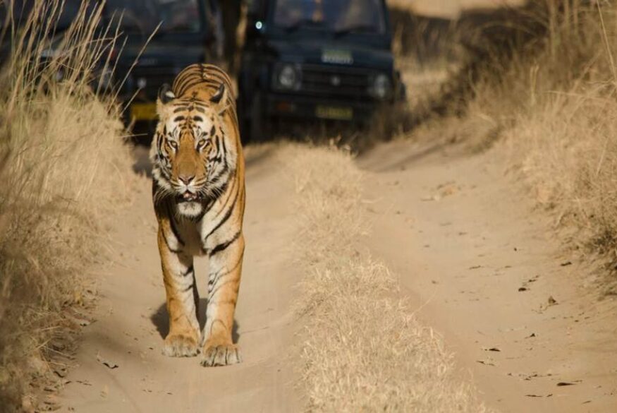 The Best National Parks in India Bandhavgarh