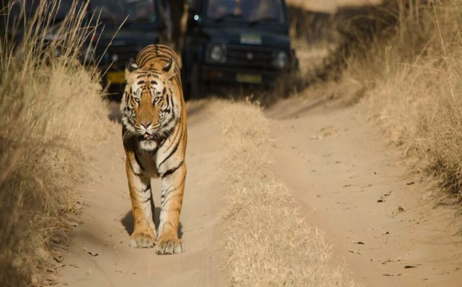 The Best National Parks in India Bandhavgarh