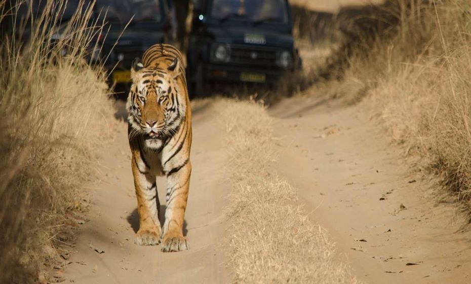 The Best National Parks in India Bandhavgarh