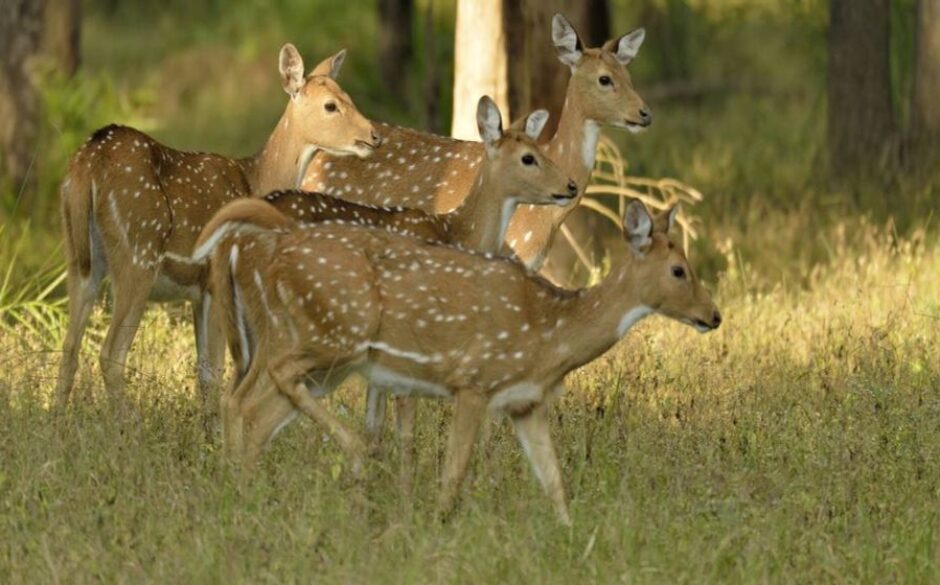 The Best National Parks in India Deer at Kanha