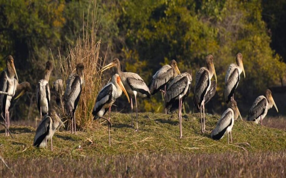 The Best National Parks in India Bharatpur