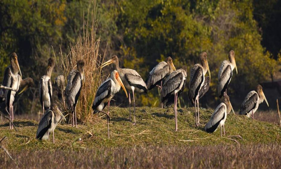 The Best National Parks in India Bharatpur