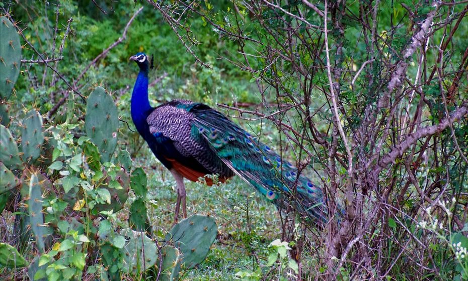 The Best National Parks in India Nagarhole