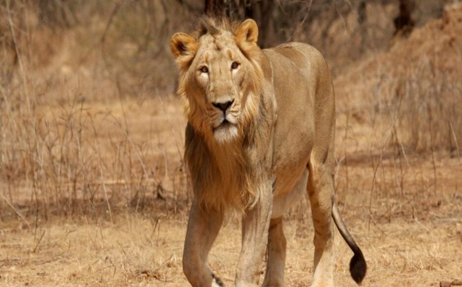 The Best National Parks in India Sasan Gir