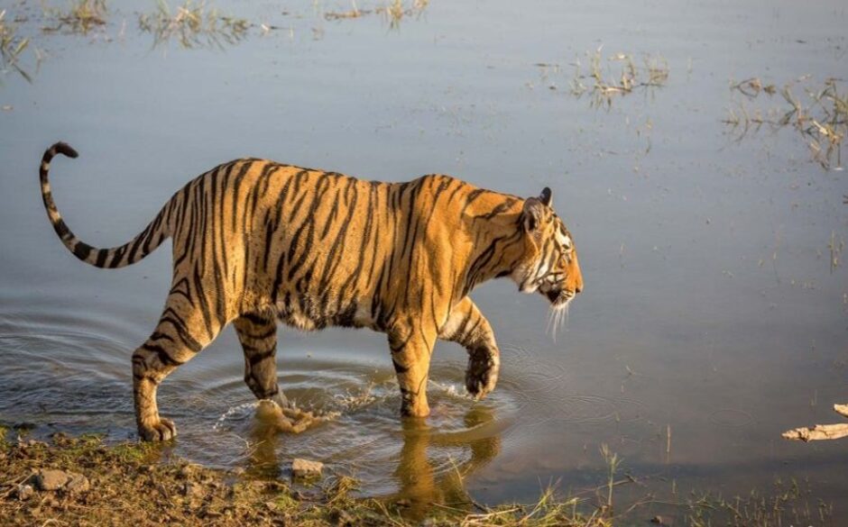 The Best National Parks in India Tiger at Ranthambore