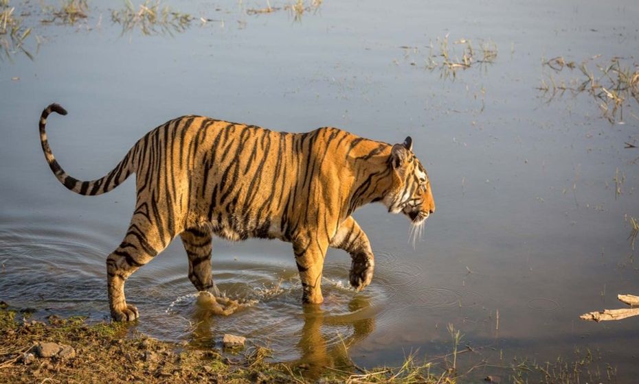 The Best National Parks in India Tiger at Ranthambore