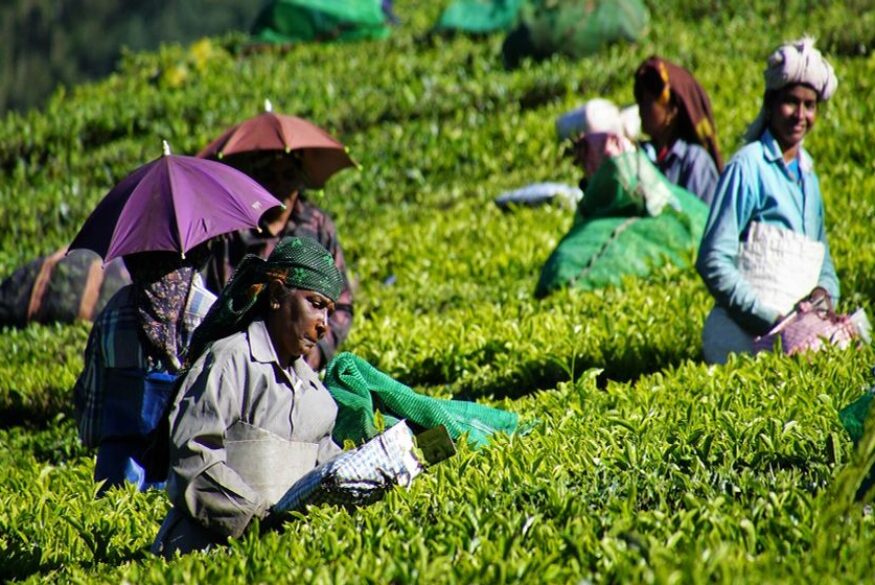 10 reasons to visit Kerala - Tea Plantation Tours