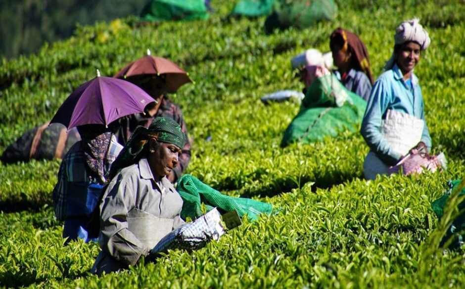 10 reasons to visit Kerala - Tea Plantation Tours