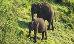 10 reasons to visit Kerala - Periyar National Park