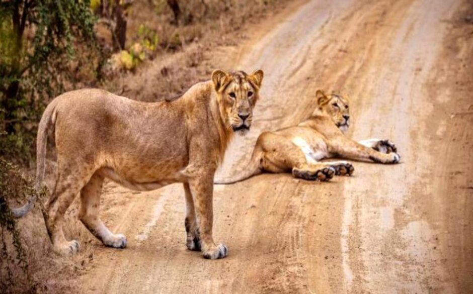 10 Reasons to Visit West India - Asiatic Lions