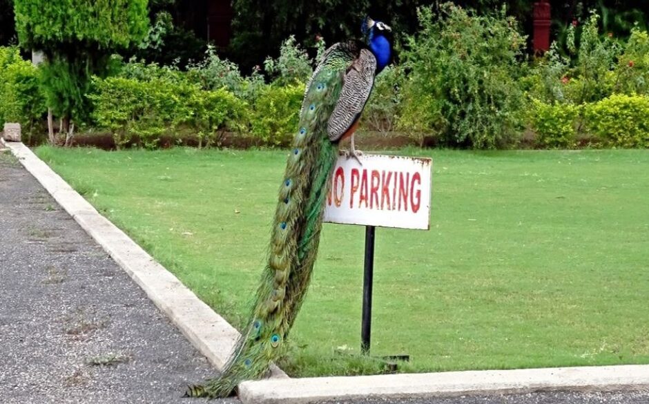 10 Reasons to Visit West India - Peacock In Bhavnagar