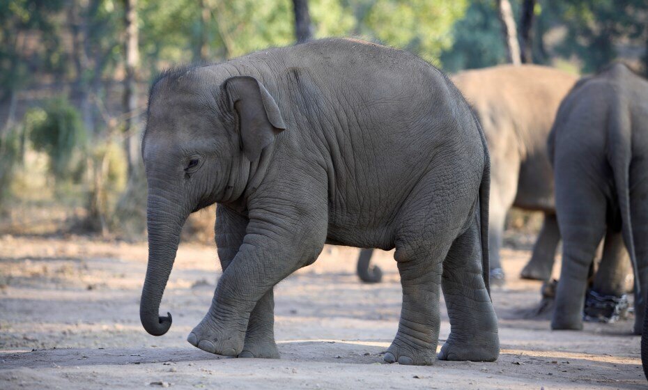 Asian Elephant, Bandhavgarh Natonal Park, Bandavgarh