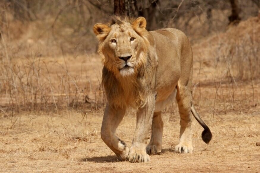 Asiatic Lion, Gir National Park, Sasan Gir, Gujarat