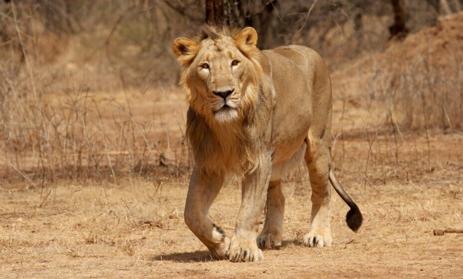 Asiatic Lion, Gir National Park, Sasan Gir, Gujarat