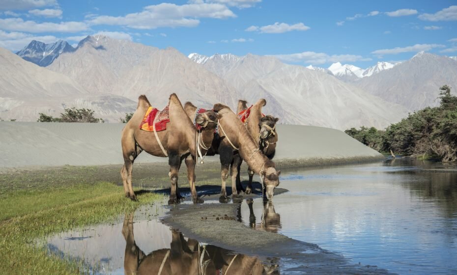 Bactrian Camels Drinking Water, Nubra Valley, Nubra