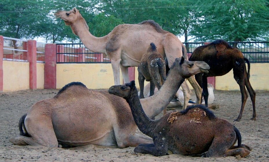 Camel Breeding Farm, Bikaner, Rajasthan