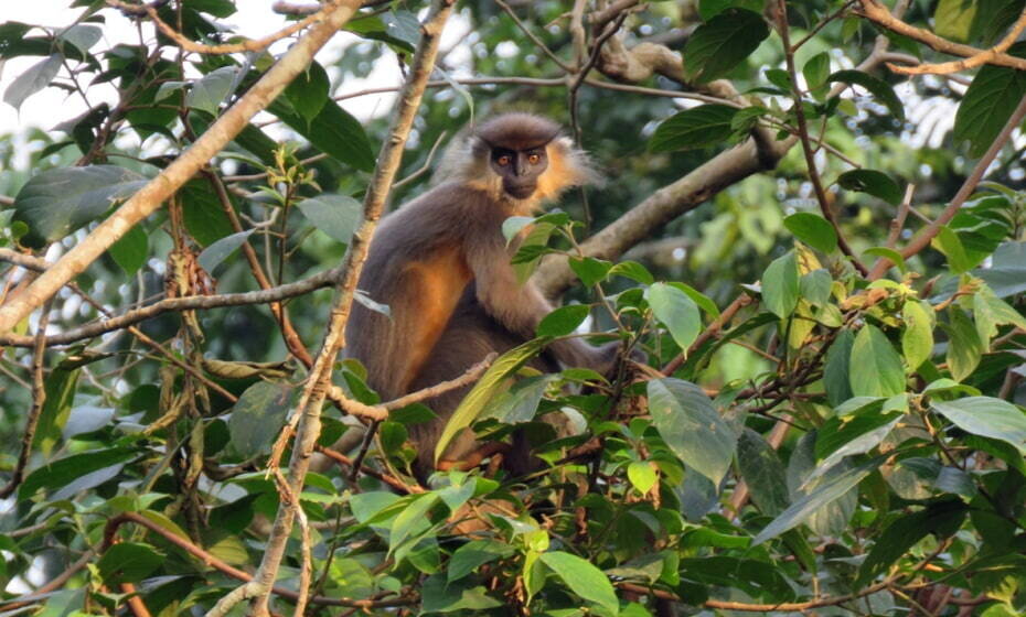 Capped Langur. Nameri Tiger Reserve, Nameri