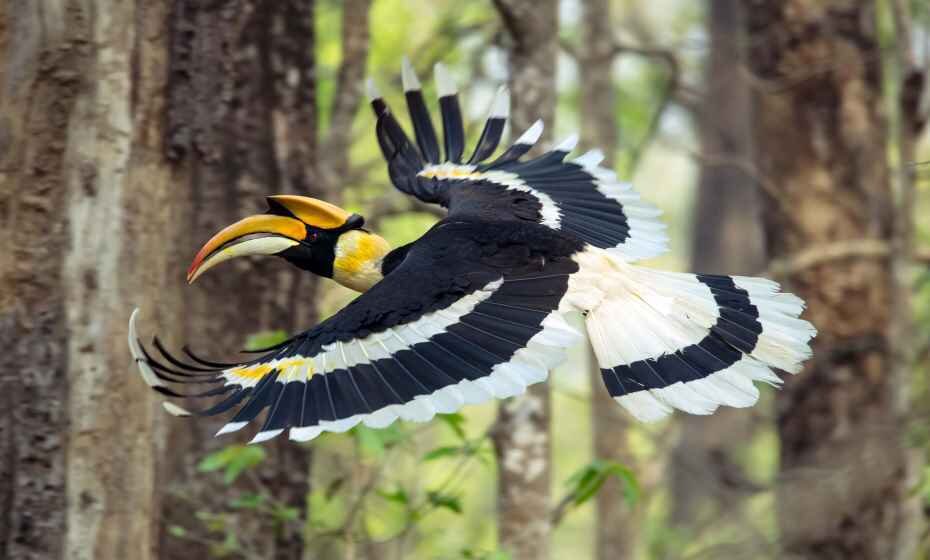 Great Hornbill, Chitwan National Park, Nepal