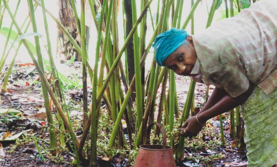 Cardamom Plantation Worker, Periyar, Kerala