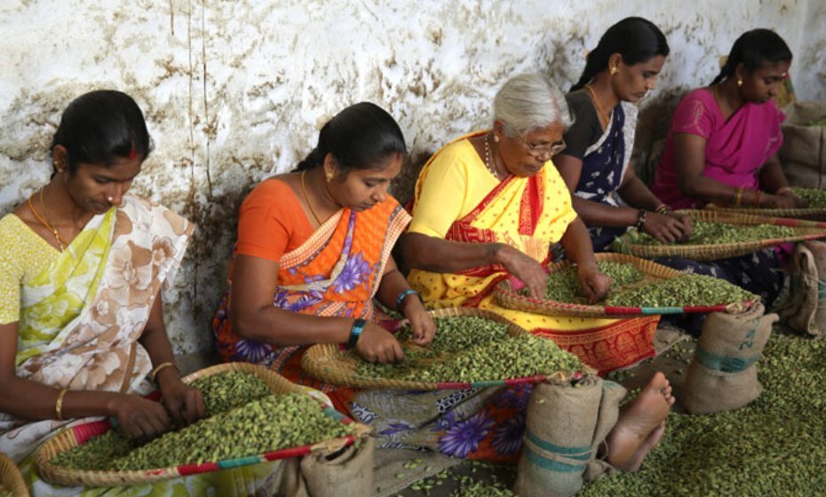 Cardamon Selection, Periyar, Kerala