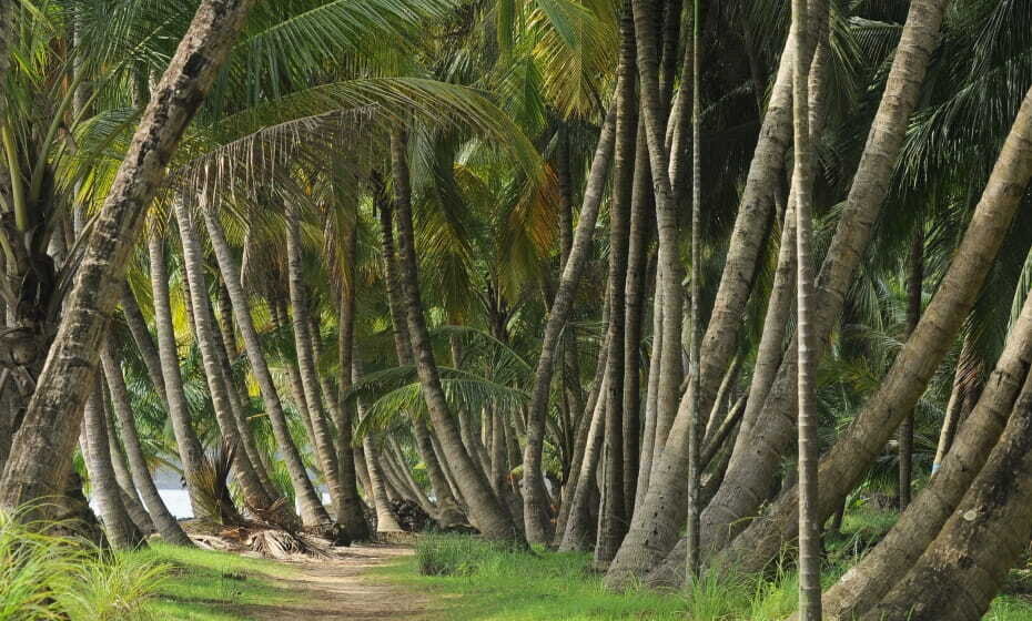 Coconut Groves, Mararikulam, Kerala