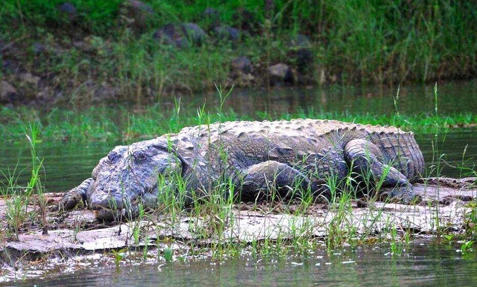 Satpura National Park, Madhya Pradesh