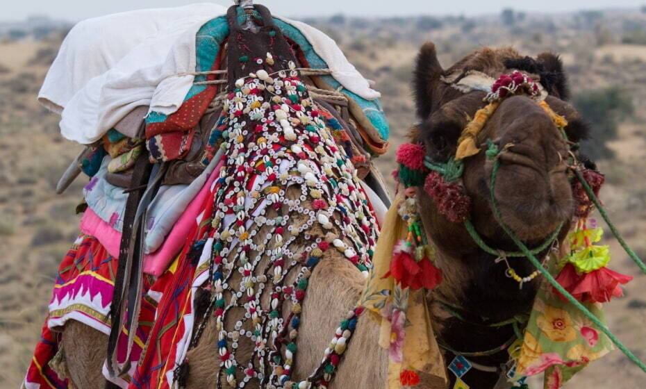 Desert Camel, Manvar, Rajasthan