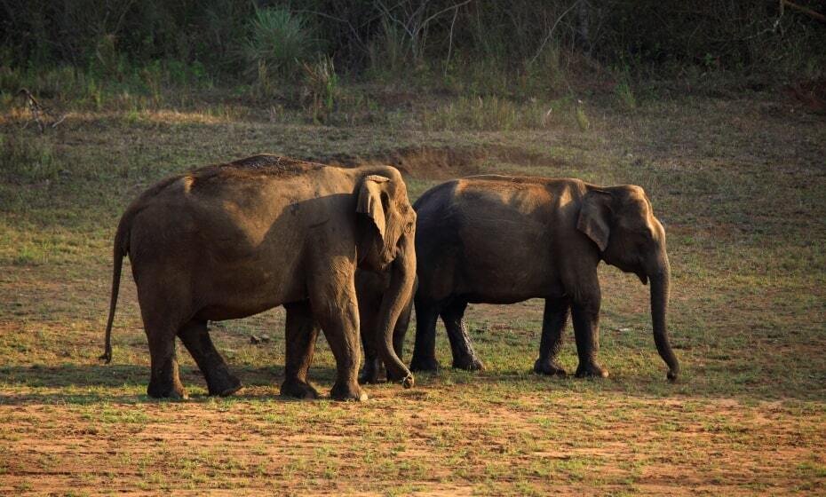 Periyar National Park, Periyar, Kerala