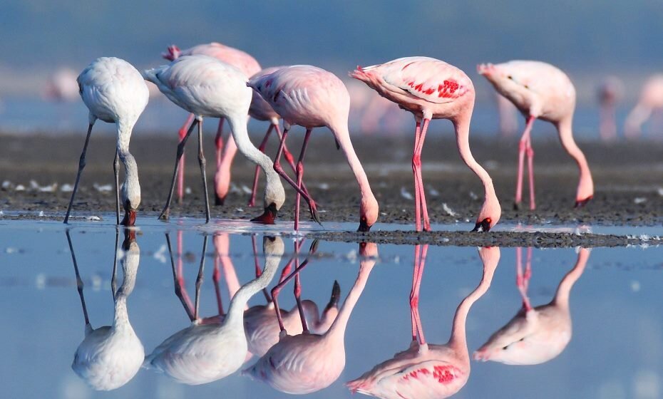 Flamingos, Little Rann of Kutch, Gujarat