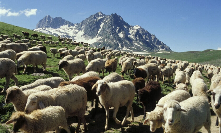 Flock of Sheeps, Dargeeling, West Bengal