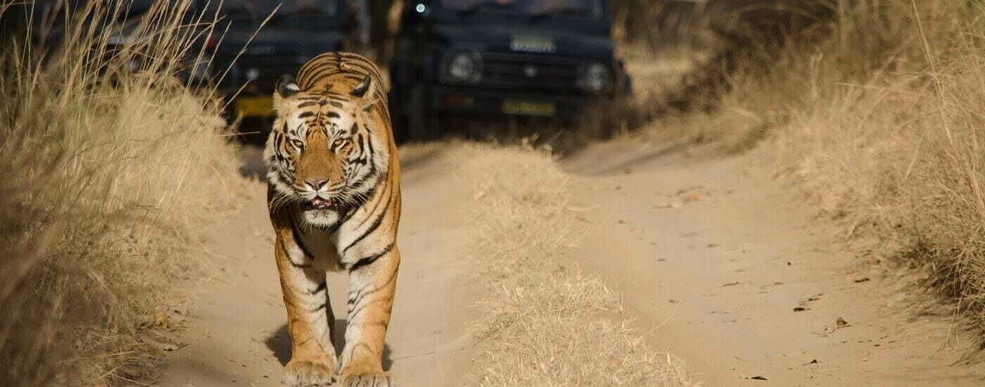 India Wildlife and Safari Tours