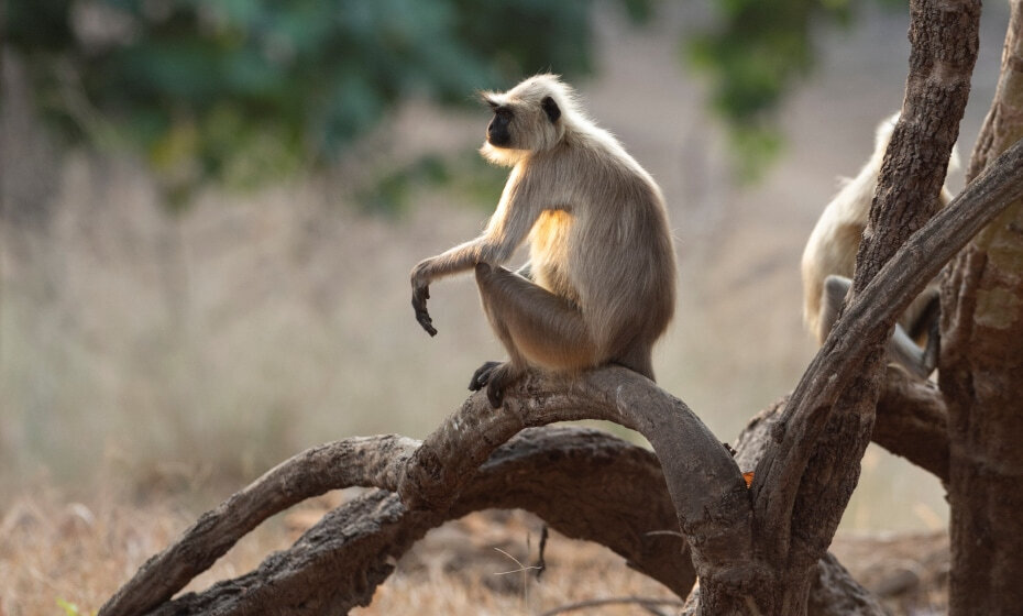 Indian Langur, Pench National Park, Pench, Madhya Pradesh