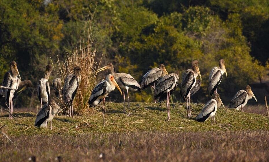 Keoladeo National Park, Bharatpur, Rajasthan