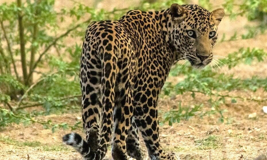 Leopard Spotting, Jawai Bandh, Rajasthan