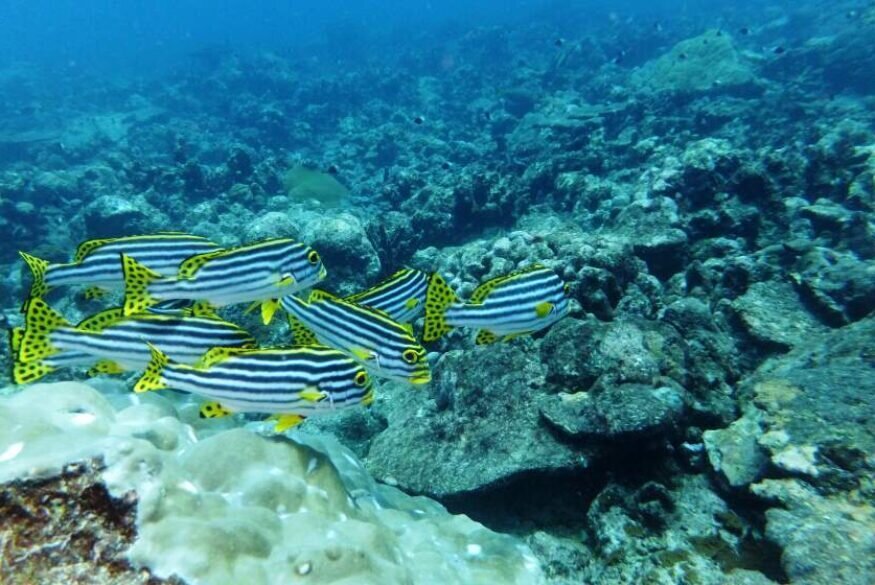 Magical Place for Snorkelling and Scuba Diving, Havelock Island, Andaman