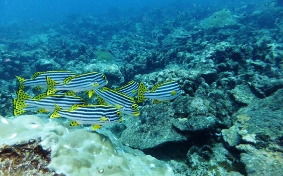 Magical Place for Snorkelling and Scuba Diving, Havelock Island, Andaman