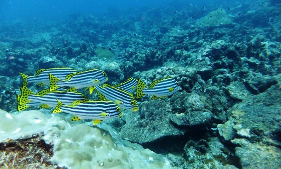 Magical Place for Snorkelling and Scuba Diving, Havelock Island, Andaman