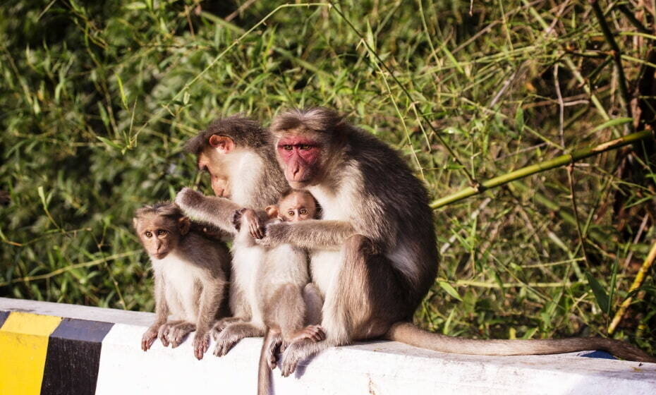 Mudumalai National Park, Niligiri, Tamil Nadu