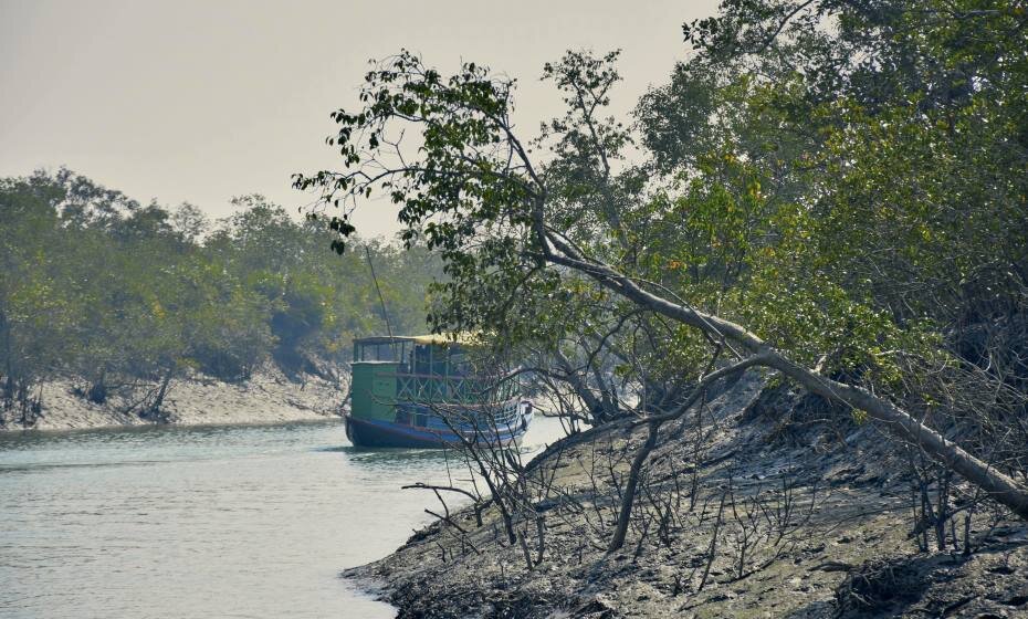 Mangrove Forest, Sundarbans National Park, West Bengal