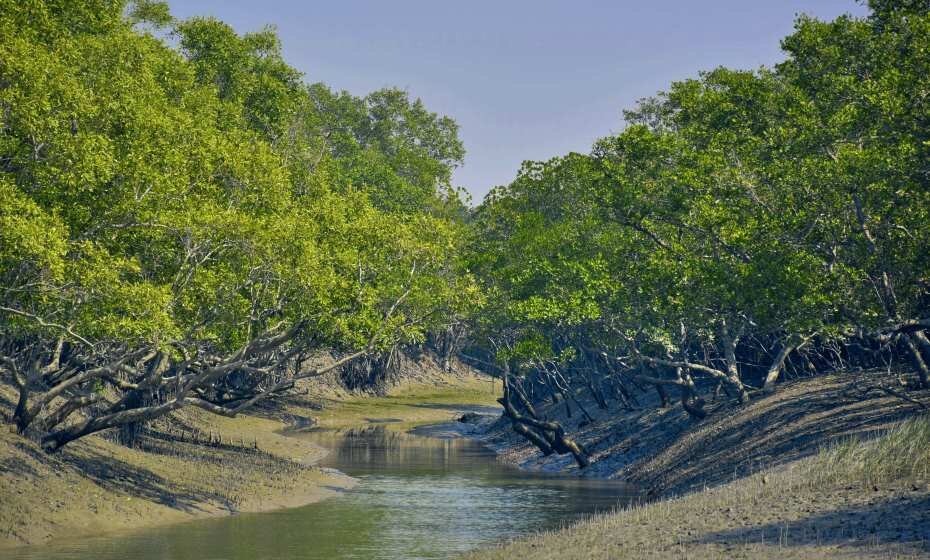 Mangrove Forest, Sundarbans National Park, West Bengal