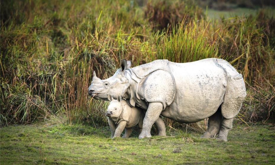 One Horned Rhinoceros, Kaziranga National Park, Kaziranga