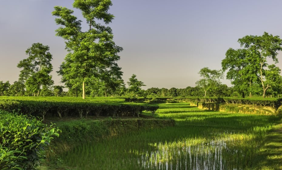 Paddy Field and Tea Plantation, Jorhat