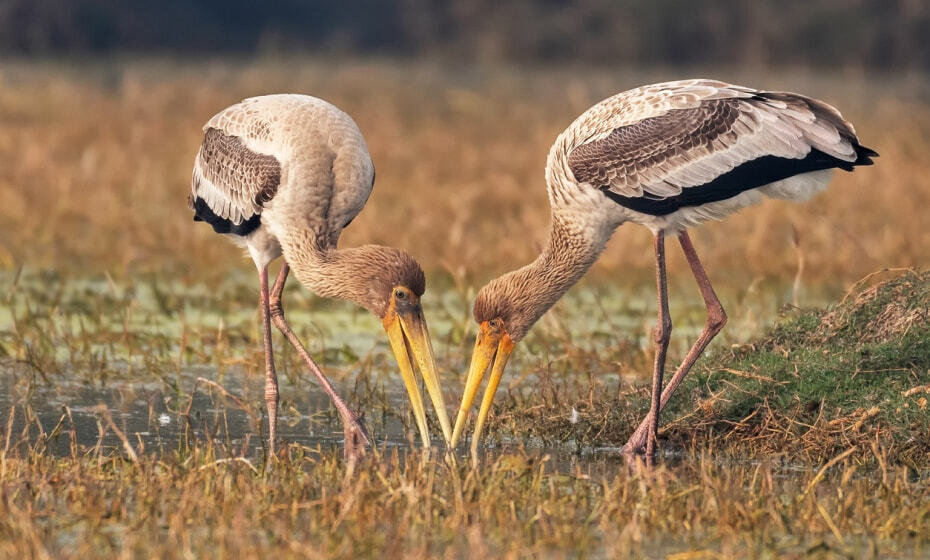 Keoladeo National Park, Bharatpur