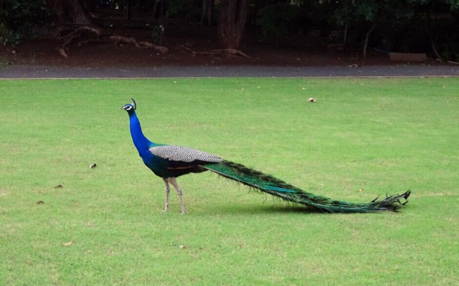 Victoria Park, Bhavnagar, Gujarat